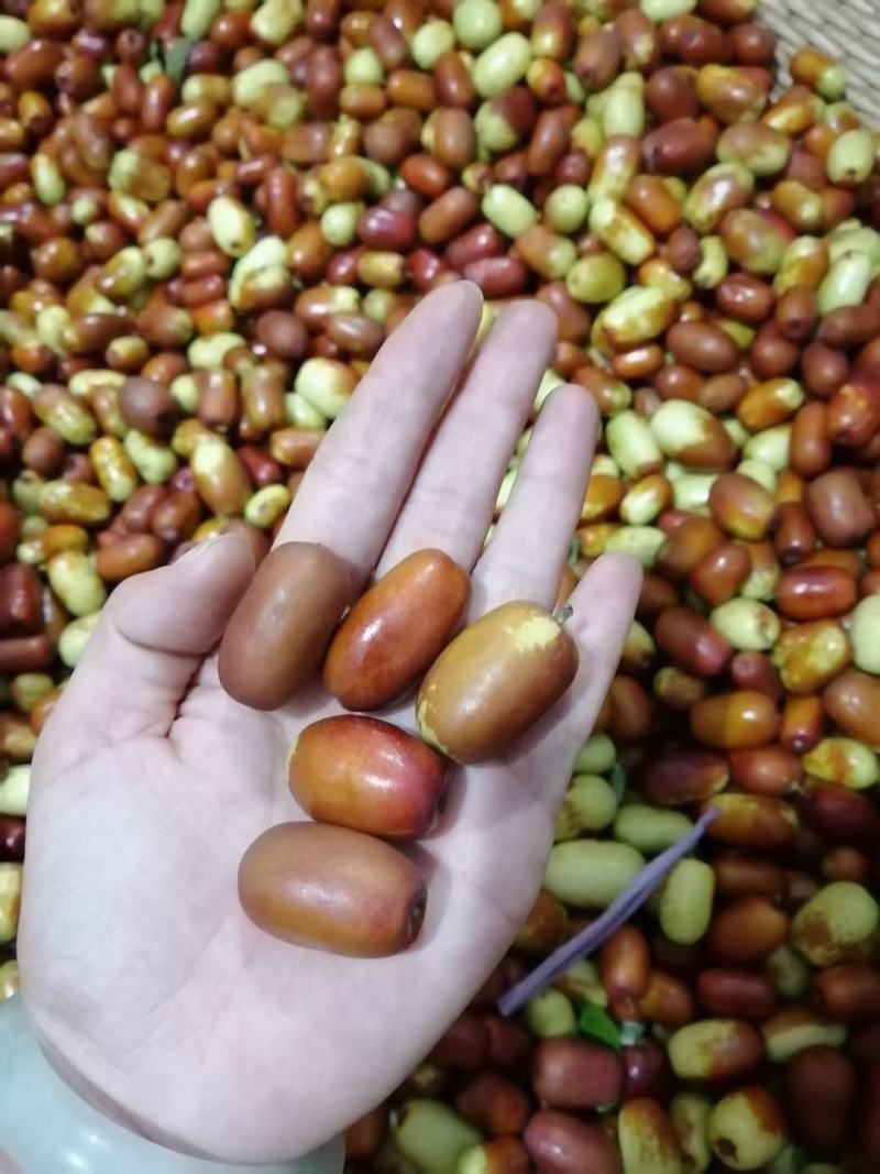 乐陵金丝小枣欢迎前来选购