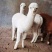 羊驼幼崽活体，神兽萌宠小羊驼苗价格，观赏大羊驼出售，包邮