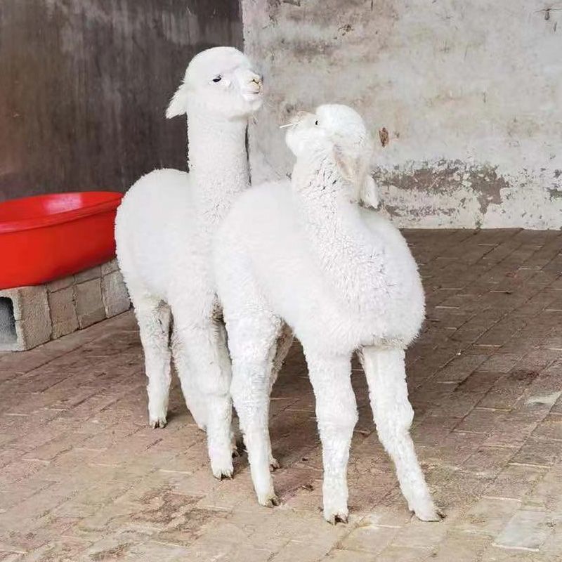 羊驼幼崽活体，神兽萌宠小羊驼苗价格，观赏大羊驼出售，包邮