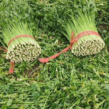 山东德州精品芹菜产地直销/禹城万亩精品五指芹菜大量上市