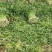 山东德州精品芹菜产地直销/禹城万亩精品五指芹菜大量上市
