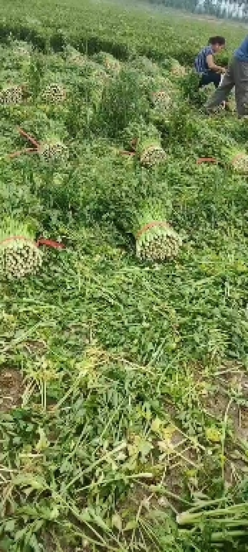 山东德州精品芹菜产地直销/禹城万亩精品五指芹菜大量上市