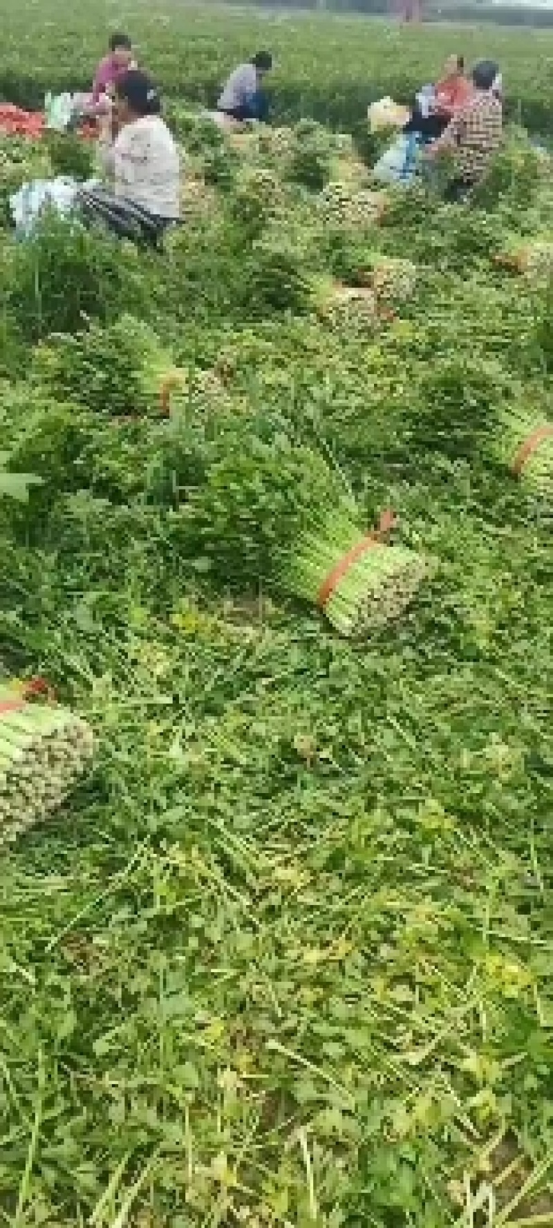 山东德州精品芹菜产地直销/禹城万亩精品五指芹菜大量上市