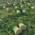 山东德州精品芹菜产地直销/禹城万亩精品五指芹菜大量上市