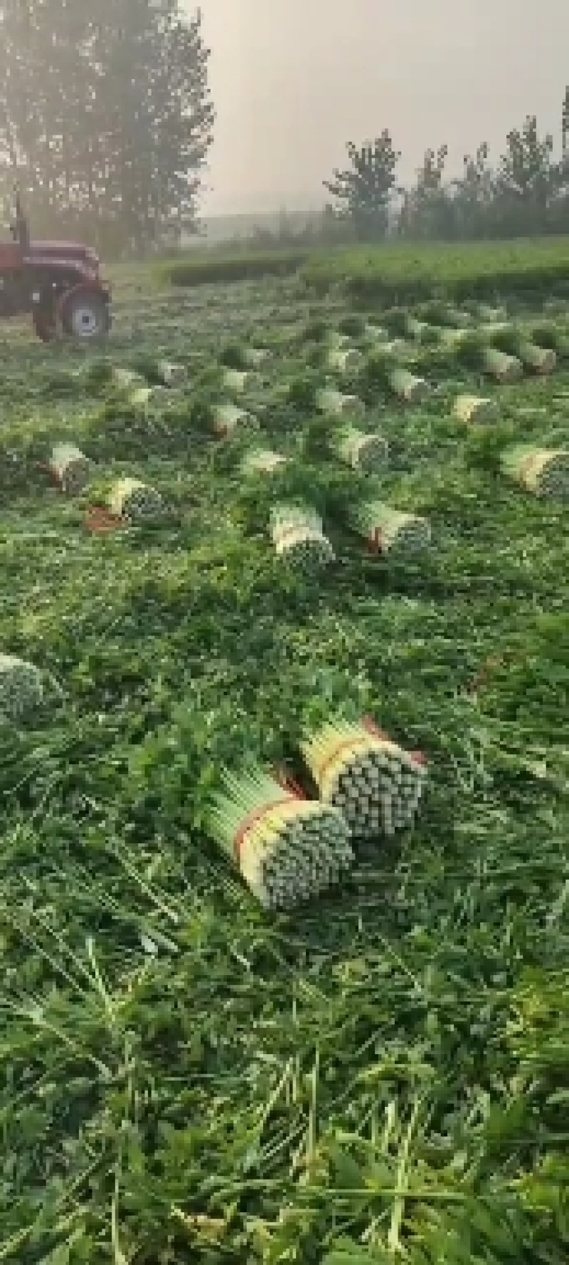山东德州精品芹菜产地直销/禹城万亩精品五指芹菜大量上市