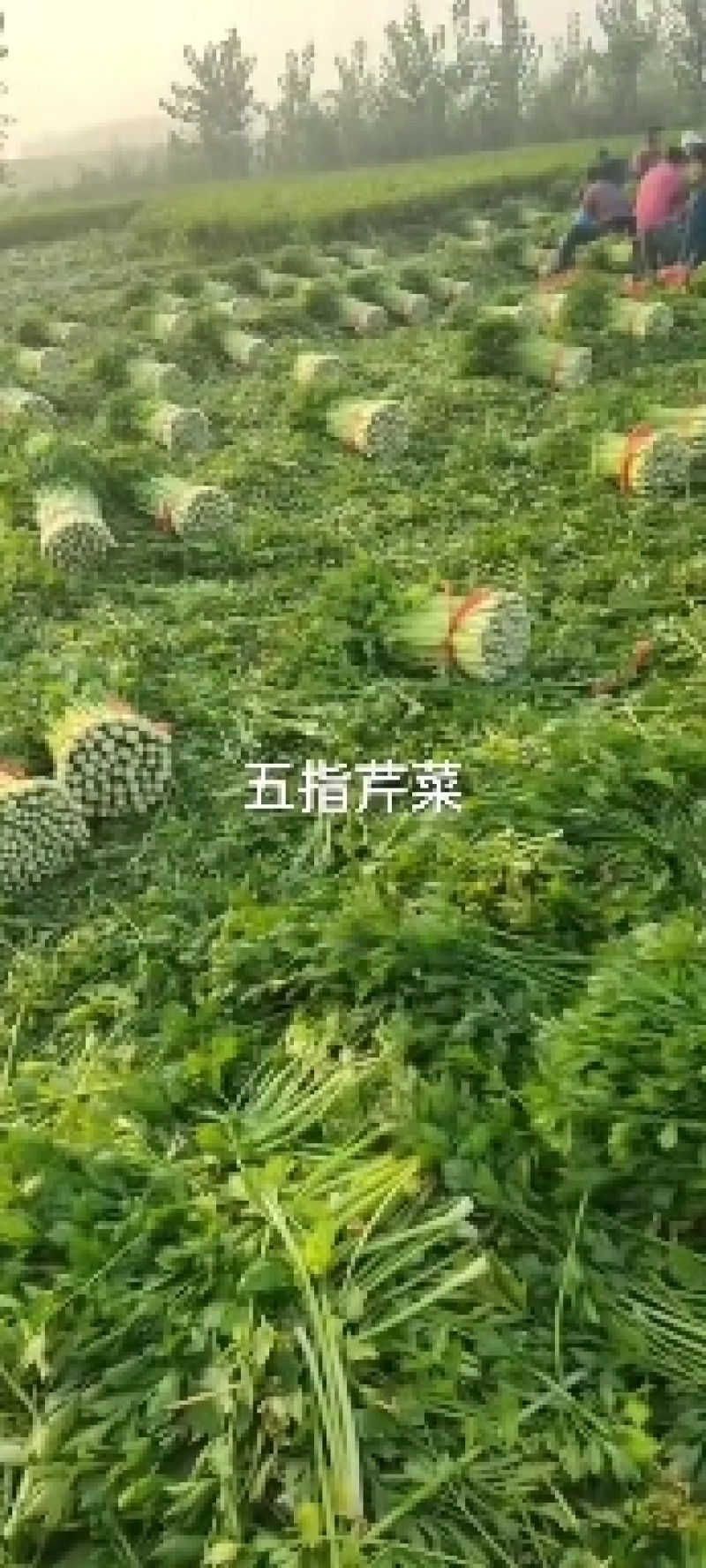山东德州精品芹菜产地直销/禹城万亩精品五指芹菜大量上市