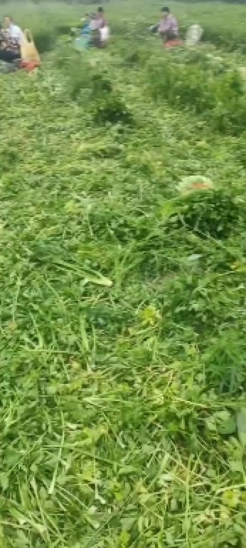 山东德州精品芹菜产地直销/禹城万亩精品五指芹菜大量上市