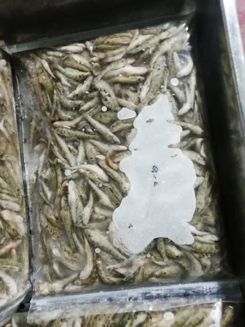 小黄鱼，石头鱼，山根鱼，山坑鱼仔，2-4，3-5。公斤装