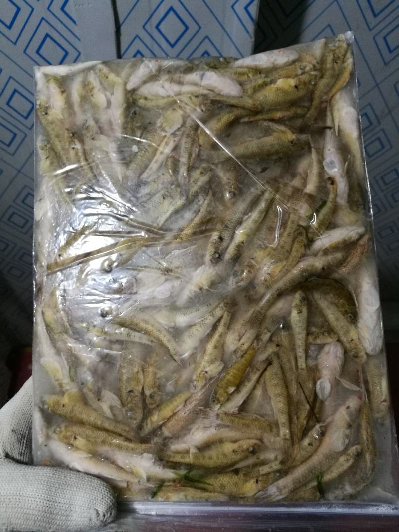 小黄鱼，石头鱼，山根鱼，山坑鱼仔，2-4，3-5。公斤装