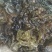 《地皮菜》野生地皮菜/多次过筛收选干净无杂，电商货，泡货