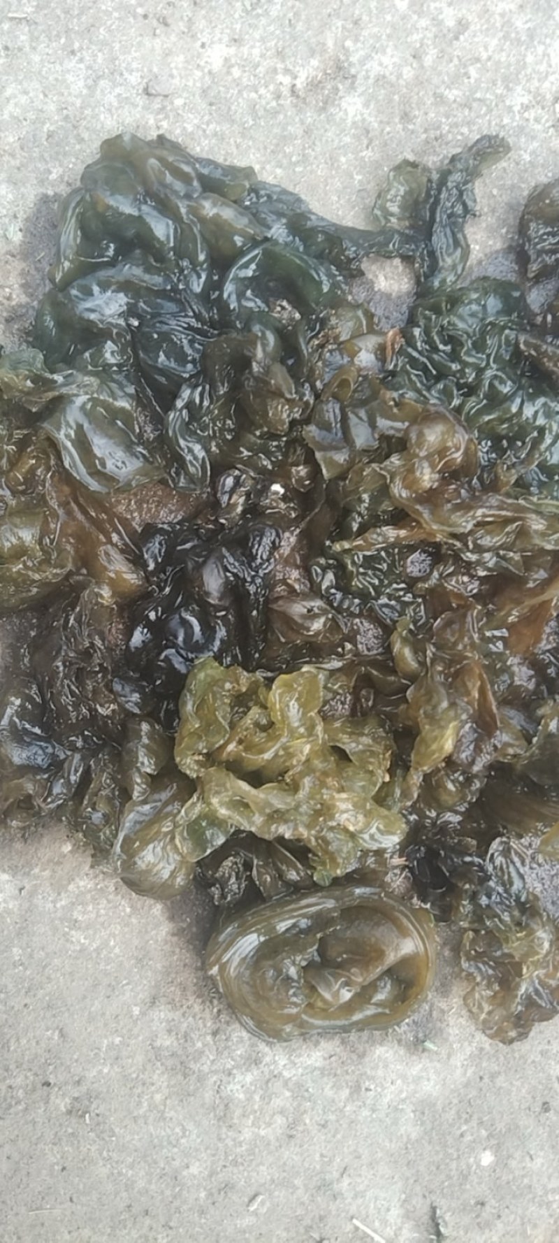 《地皮菜》野生地皮菜/多次过筛收选干净无杂，电商货，泡货