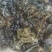 《地皮菜》野生地皮菜/多次过筛收选干净无杂，电商货，泡货