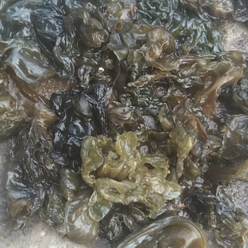 《地皮菜》野生地皮菜/多次过筛收选干净无杂，电商货，泡货