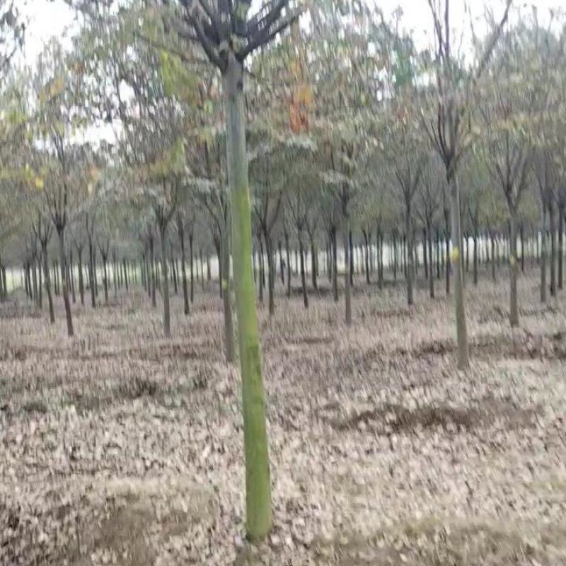 本地苗圃红榉树榉树小苗支持看货打号装车付款