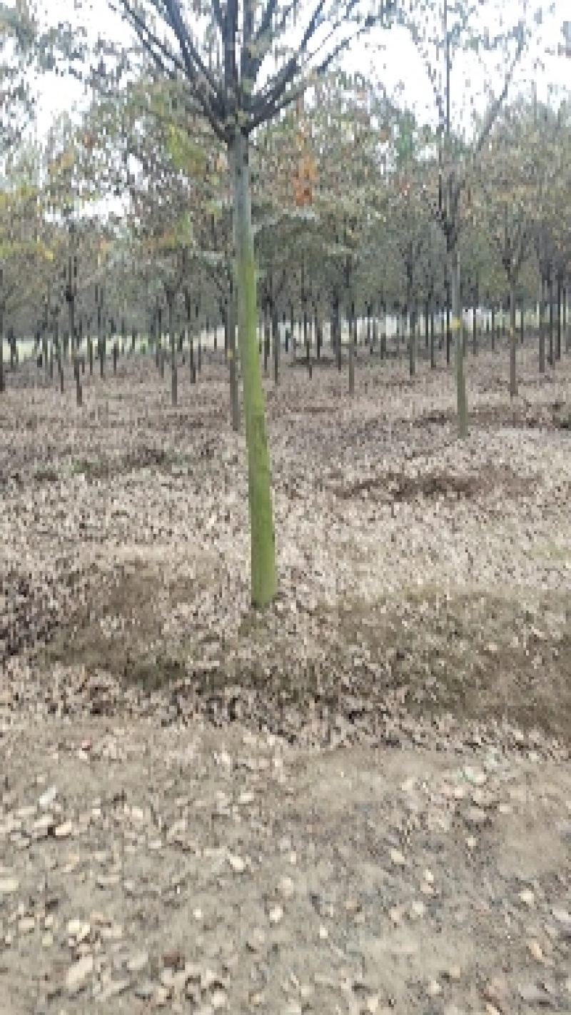 本地苗圃红榉树榉树小苗支持看货打号装车付款