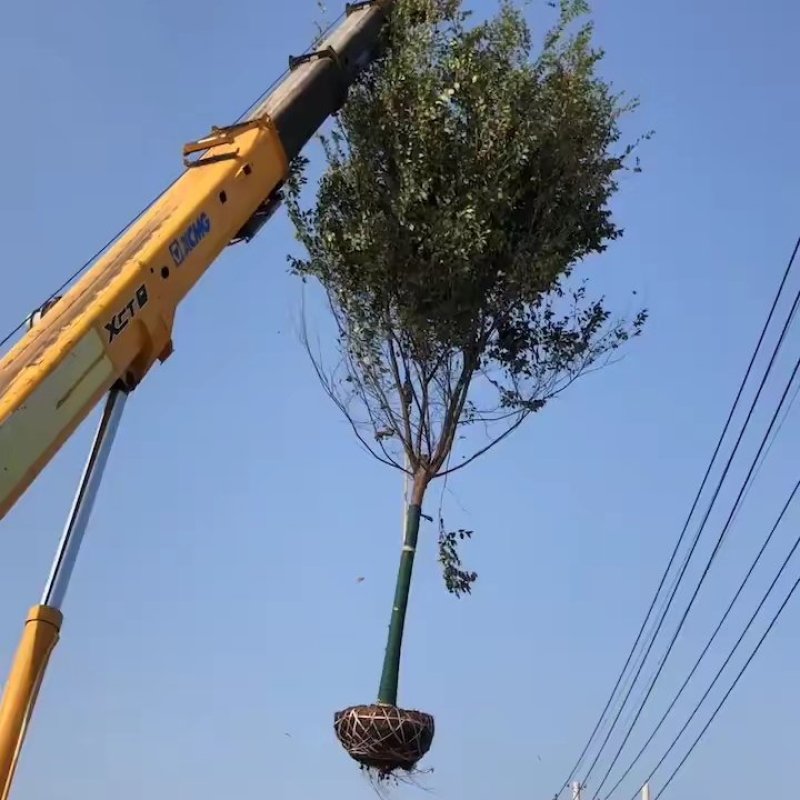 本地苗圃红榉树榉树小苗支持看货打号装车付款