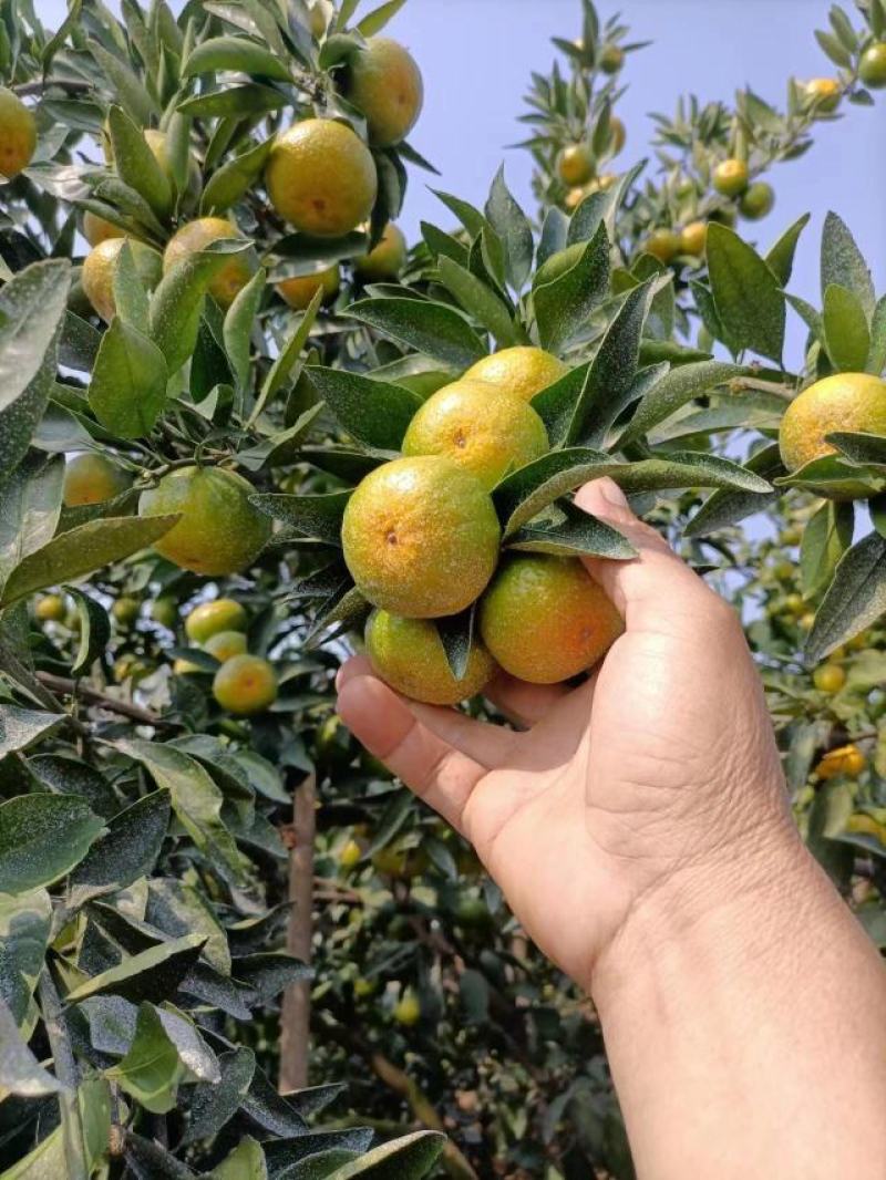特早，南丰柑，棉柑各种柑橘货源充足各种规格型号