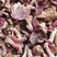 方城红菇野生月子菇农上山采摘烤干的正红二片开伞菇特甜包邮