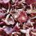 方城红菇野生月子菇农上山采摘烤干的正红二片开伞菇特甜包邮