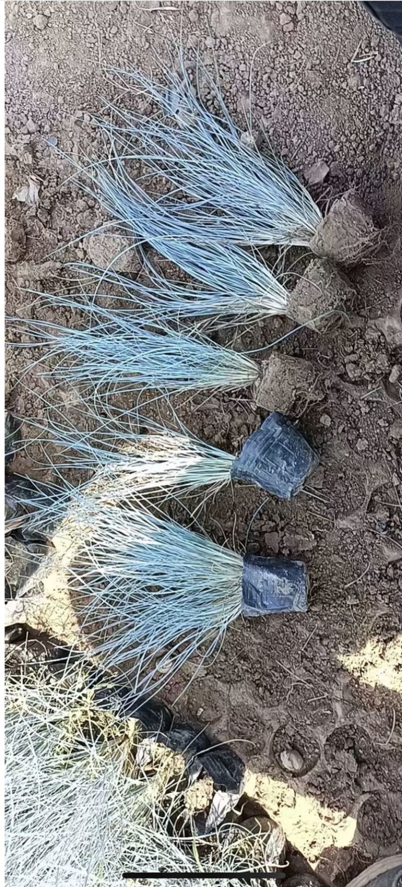 蓝羊茅承接各种绿化工程花卉苗圃高达千种苗圃花卉