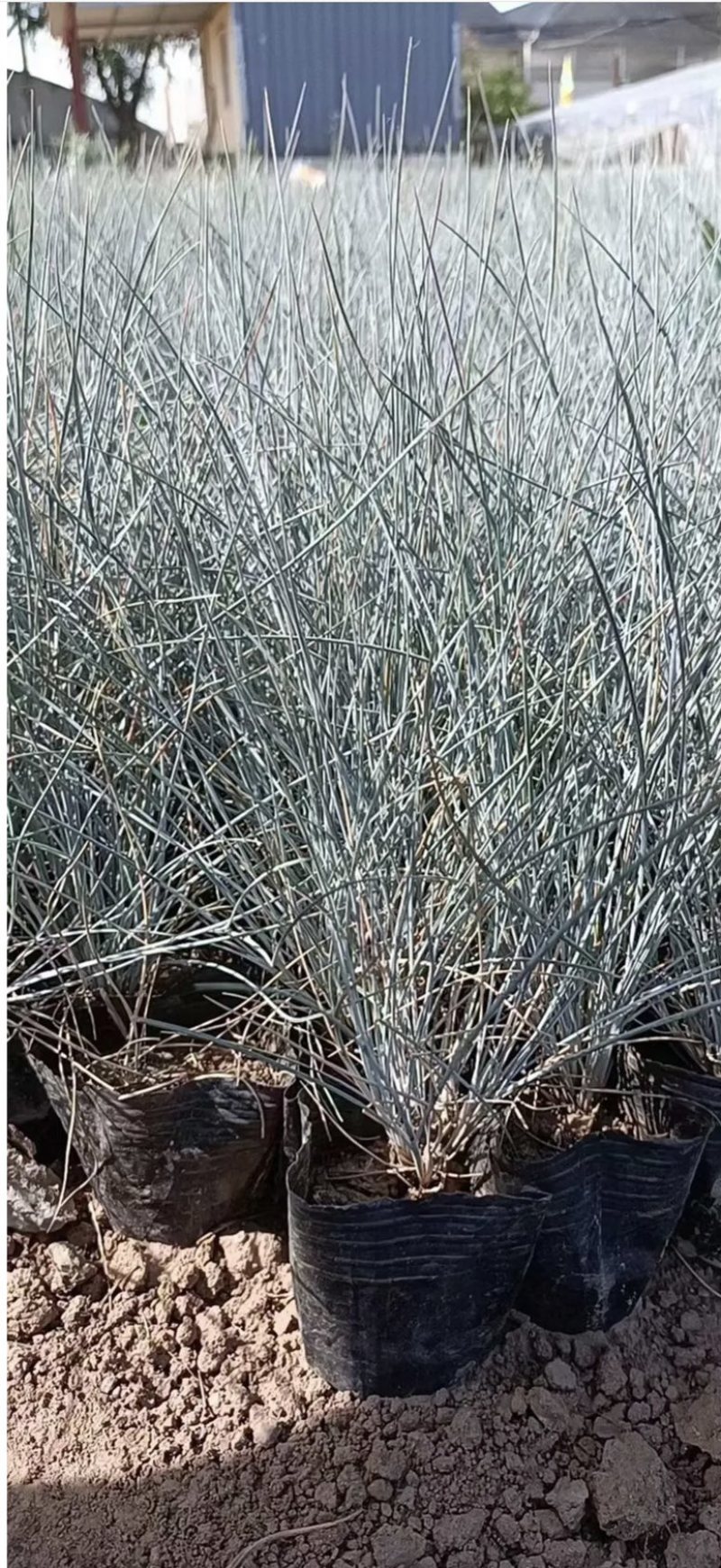 蓝羊茅承接各种绿化工程花卉苗圃高达千种苗圃花卉