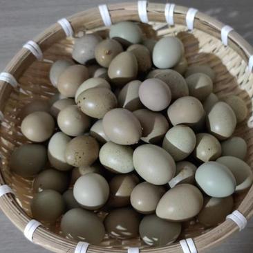 芦丁鸡德系鸡种蛋，可以出喷点，瓦灰银白色受精率超高