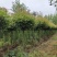 高杆红叶石楠树8-15公分