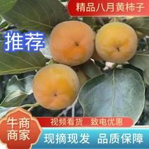 [推荐]陕西精品八月黄柿子，香甜可口大量现货量大从优