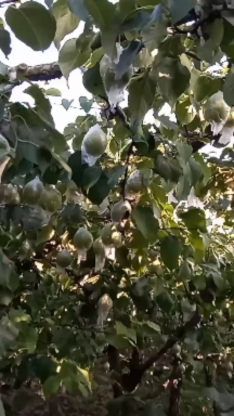 阳信鸭梨，驰名中外，皮薄汁多，甘甜可口，来一亩田做生意。