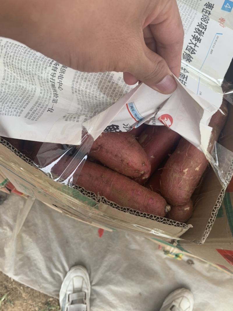 济薯26板栗红薯蜜薯市场电商加工厂烟薯紫薯西瓜红一件代发
