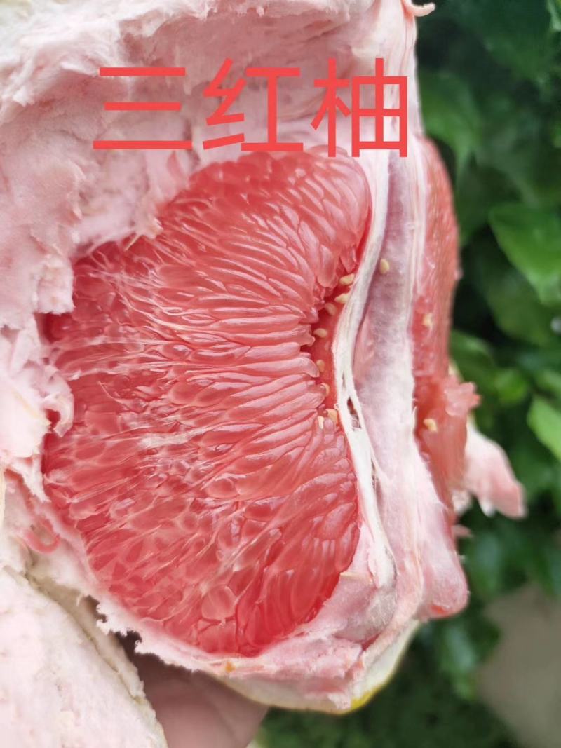 自家果园平和琯溪蜜柚
