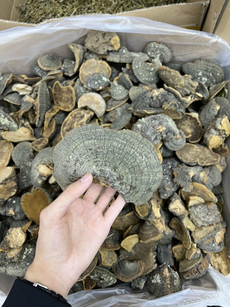 东北爆马野生桑黄带金边大小统货货源充足