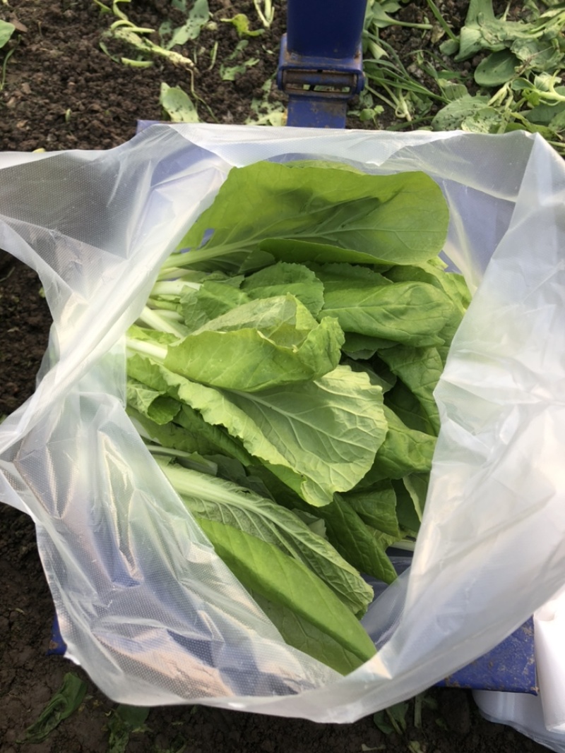 青浦鸡毛菜长年供应，可接社区团购，两千亩绿叶菜品种齐全