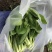 青浦鸡毛菜长年供应，可接社区团购，两千亩绿叶菜品种齐全