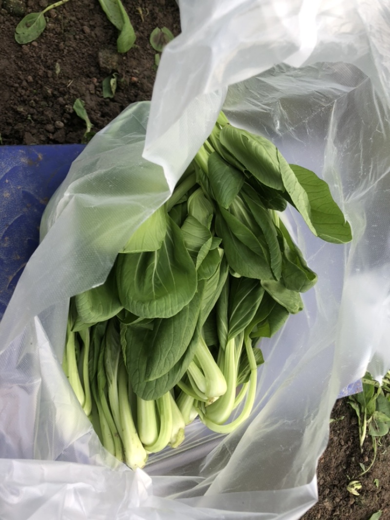青浦鸡毛菜长年供应，可接社区团购，两千亩绿叶菜品种齐全