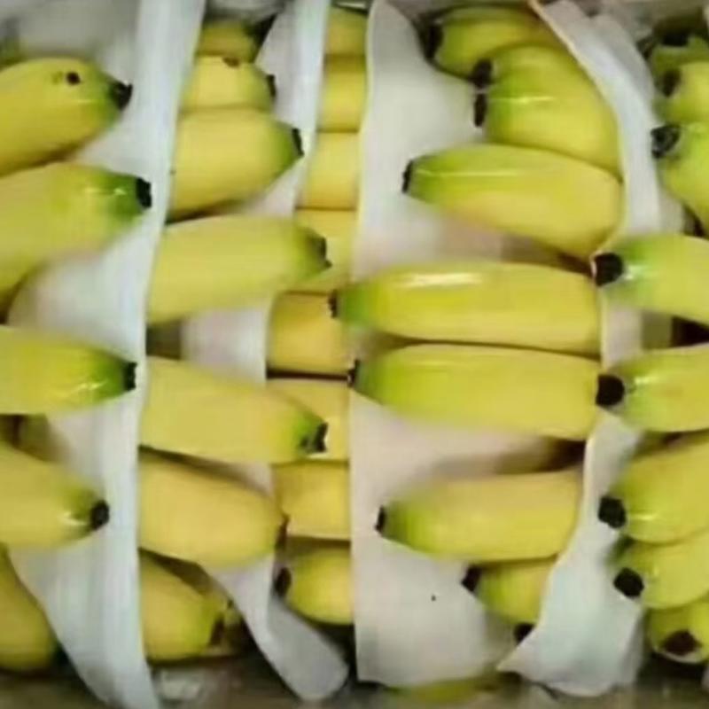 香蕉常年供应香蕉————————————