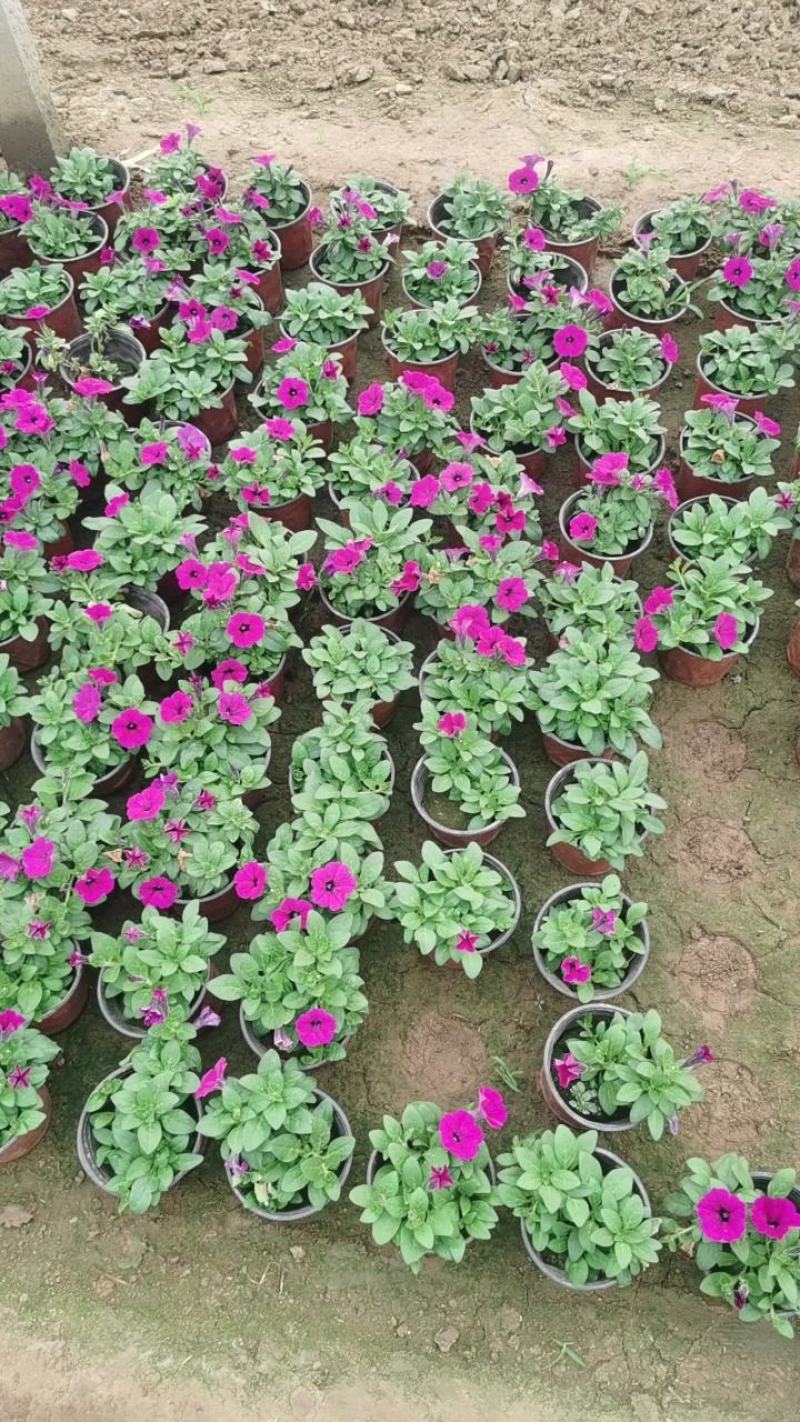 牵牛花小苗独立包装纸箱➕泡沫运输品种齐全