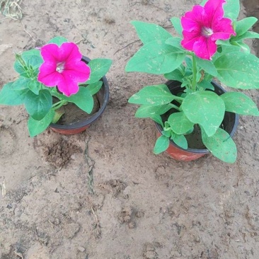 牵牛花小苗独立包装纸箱➕泡沫运输品种齐全
