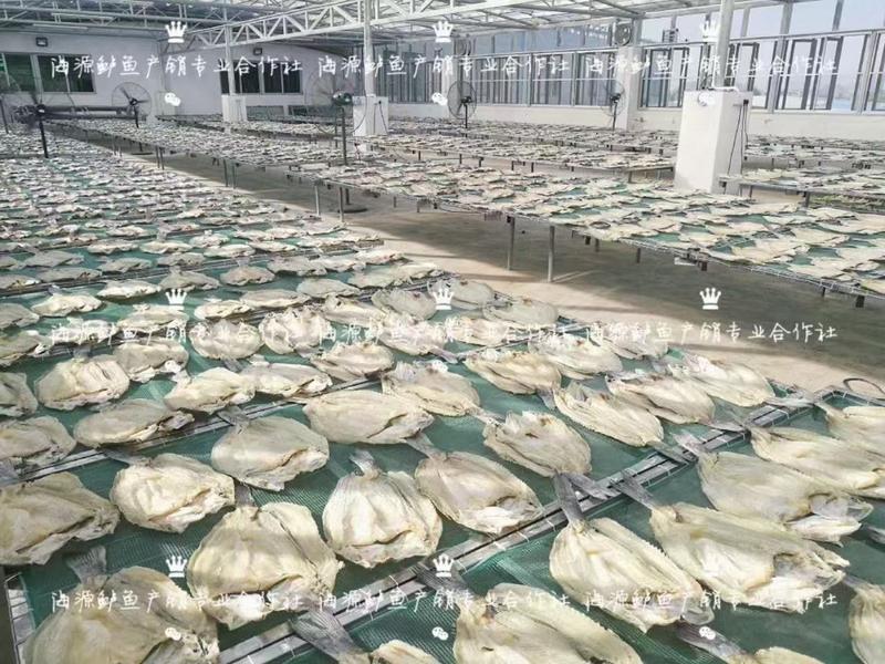 (珠海特产)白蕉海鲈鱼干400-500g/条两条装
