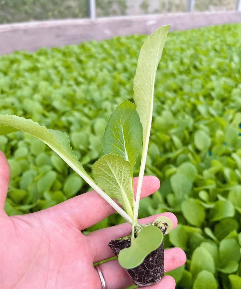 白菜苗耐热抗病大白菜苗越夏耐潮湿高产抗病毒