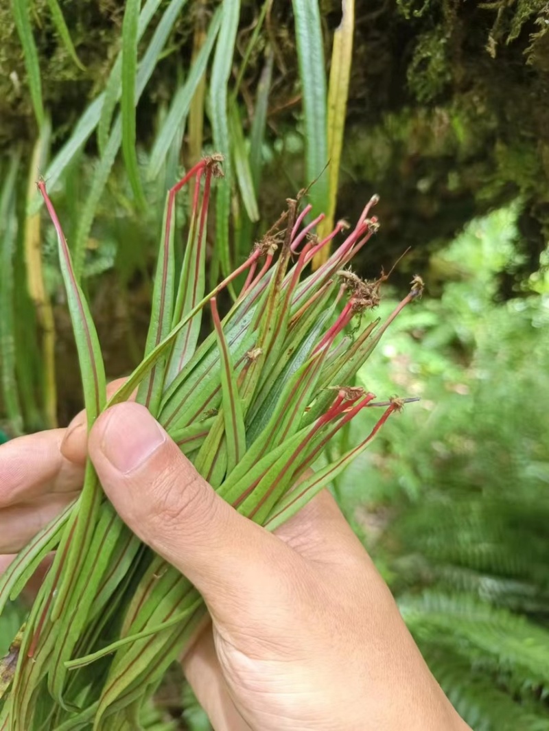 云南精品小叶/中叶化石草肾精茶纯野生全干无硫没有杂质