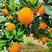 【实力商家】九月红果冻橙脐橙果园看货订货支持视频看货诚信代办