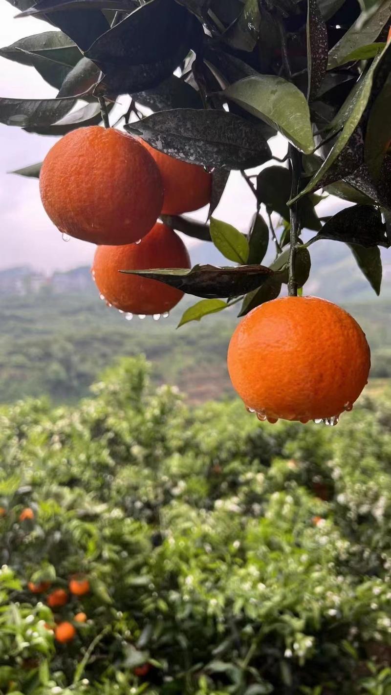 【实力商家】九月红果冻橙脐橙果园看货订货支持视频看货诚信代办
