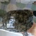 湖北土甲鱼，生猛，不正包退包换，一次合作，终身朋友。