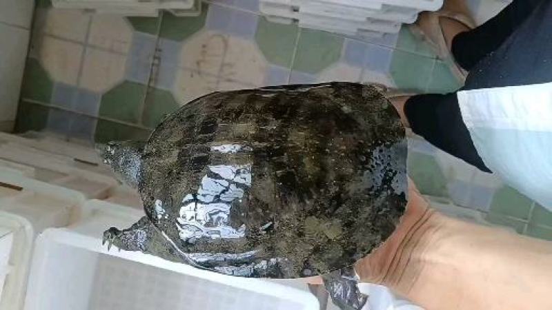 湖北土甲鱼，生猛，不正包退包换，一次合作，终身朋友。