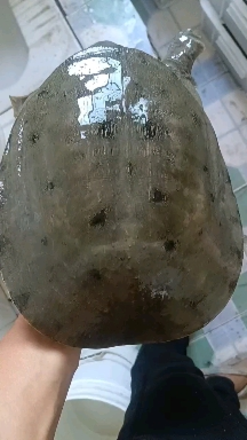 湖北土甲鱼，生猛，不正包退包换，一次合作，终身朋友。