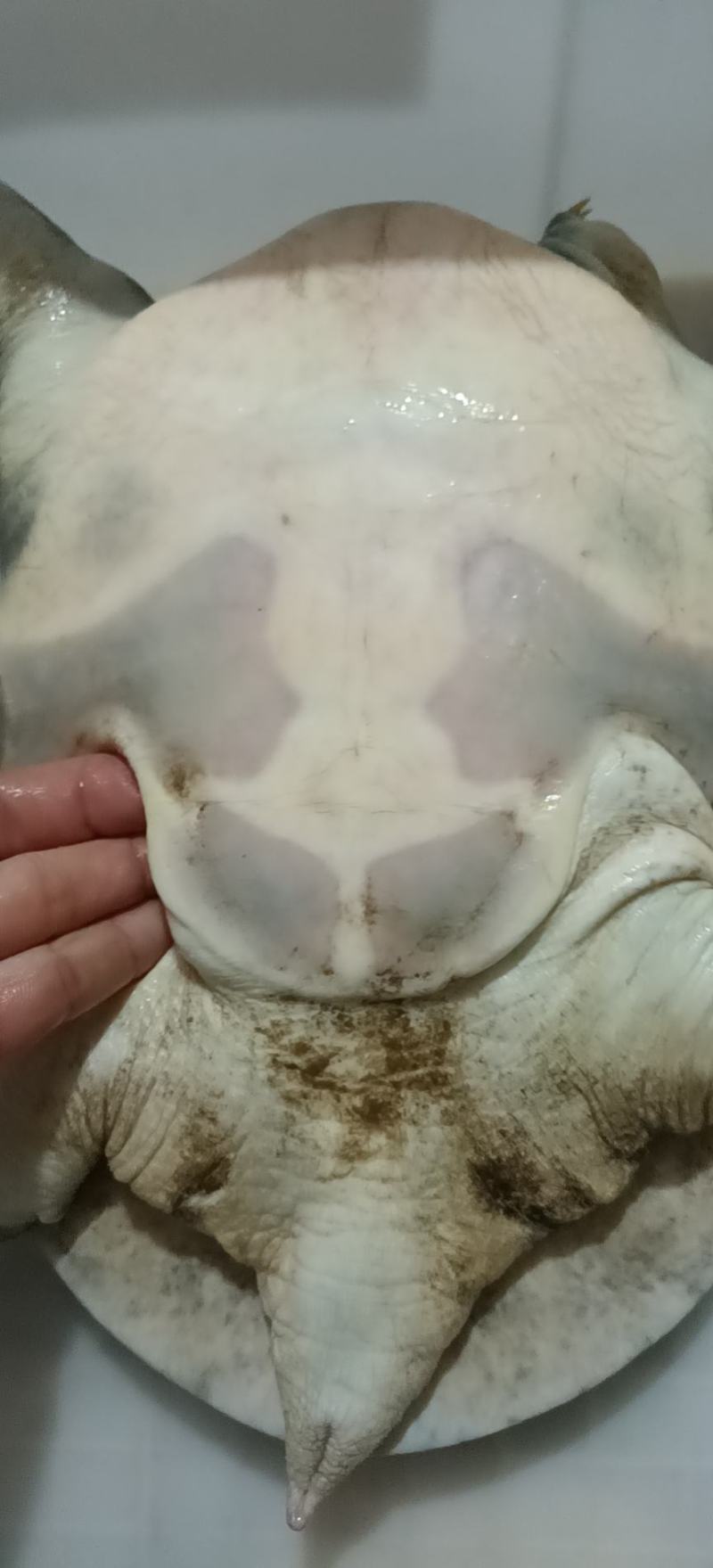 湖北土甲鱼，生猛，不正包退包换，一次合作，终身朋友。