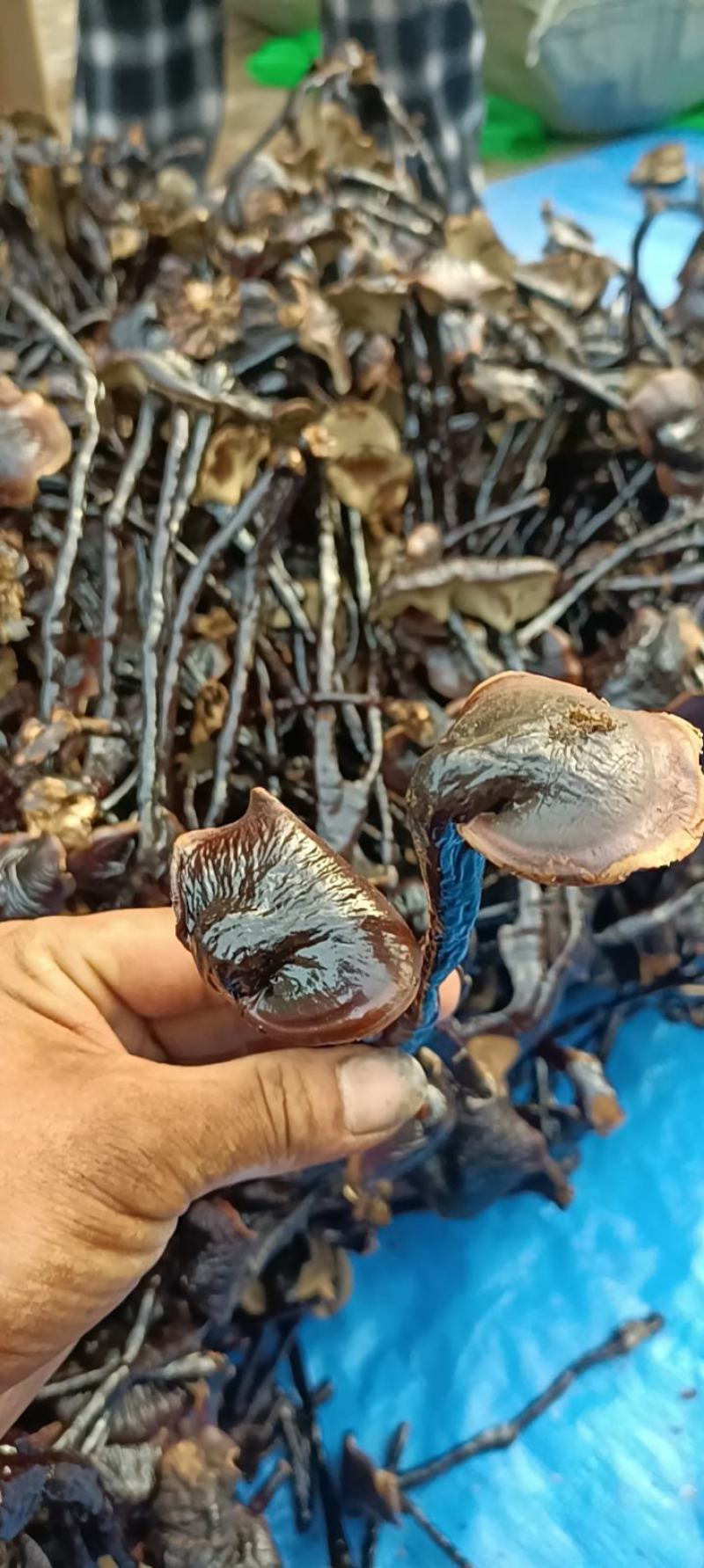 优质黑灵芝切片产地发货一手货源诚信合作欢迎来电