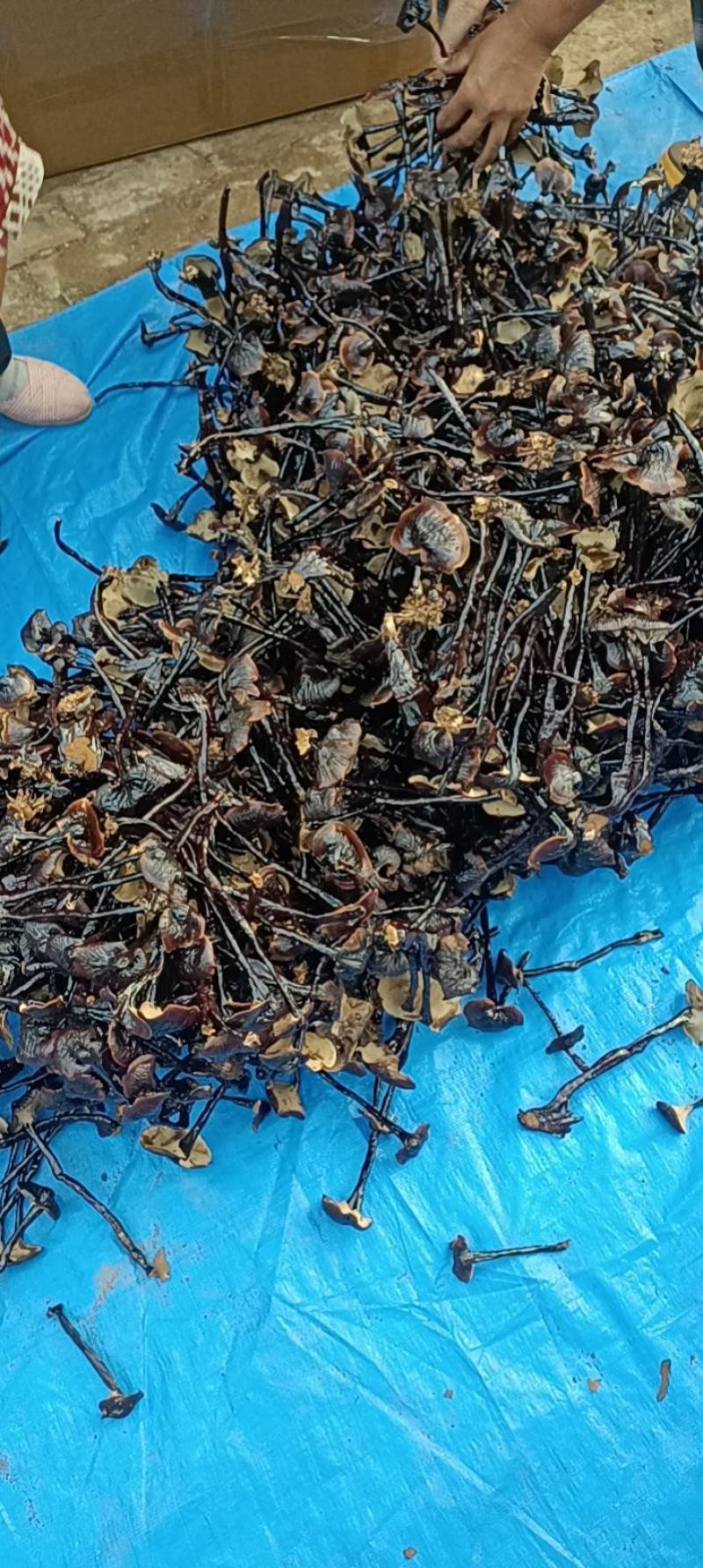 优质黑灵芝切片产地发货一手货源诚信合作欢迎来电