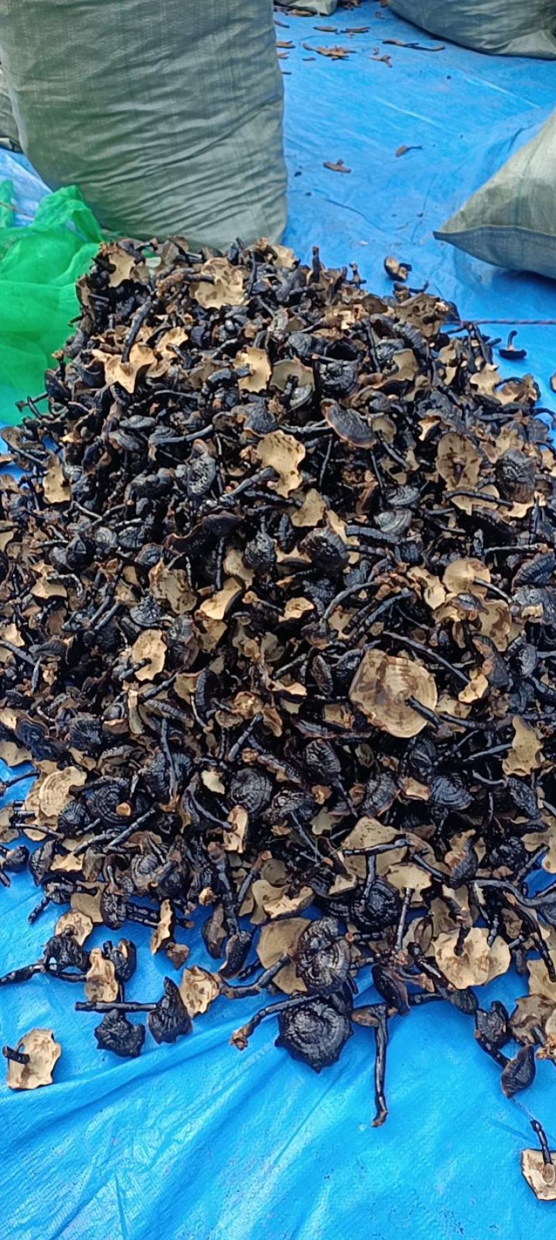 优质黑灵芝切片产地发货一手货源诚信合作欢迎来电